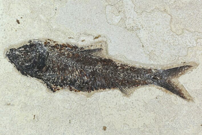 Fossil Fish (Knightia) - Green River Formation #129721